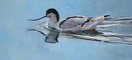 Original oil painting of a swimming avocet by wildlife artist Lisa Miller