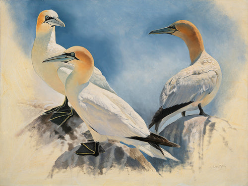 Bird art print of three gannets on great Saltee, Ireland.  from an original painting by wildlife artist Lisa Miller