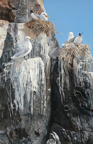 original oil painting of nesting kittiwakes on The Farnes by wildlife artist Lisa Miller