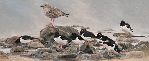 Bird art print of an oystercatcher roost and juvenile herring gull in the rain, St. Ishmaels, Wales.  From an original oil painting by artist Lisa Miller