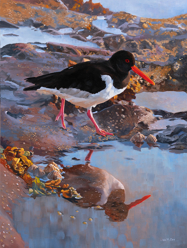 rock pooling oystercatcher print by wildlife artist lisa miller