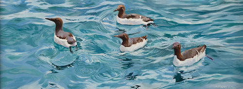 Oil painting of four swimming guillemots, the Farne Islands, by wildlife artist Lisa Miller